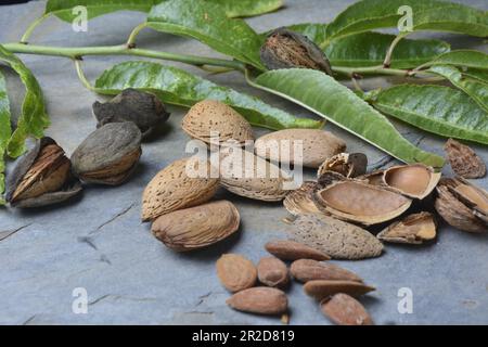 Mandorle fresche, appena raccolte dall'albero. Foto studio con sfondo in pietra. Ambiente rurale. Spazio di copia. Foto Stock