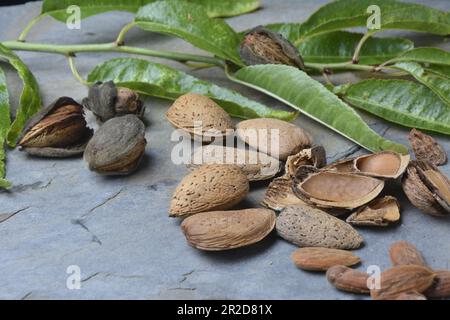 Mandorle fresche, appena raccolte dall'albero. Foto studio con sfondo in pietra. Ambiente rurale. Spazio di copia. Foto Stock