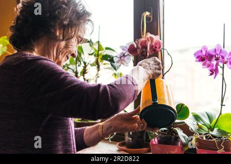 donna anziana che annaffia le piante all'interno della casa Foto Stock