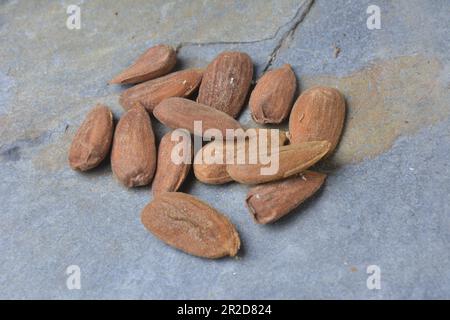 Mandorle fresche, appena raccolte dall'albero. Foto studio con sfondo in pietra. Ambiente rurale. Spazio di copia. Foto Stock