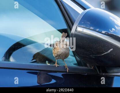 A Dunnock; Prunella modularis; guardando il suo riflesso in un finestrino di auto in Ambleside, Lake District, Regno Unito. Foto Stock