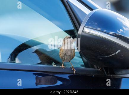 A Dunnock; Prunella modularis; guardando il suo riflesso in un finestrino di auto in Ambleside, Lake District, Regno Unito. Foto Stock