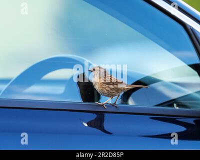 A Dunnock; Prunella modularis; guardando il suo riflesso in un finestrino di auto in Ambleside, Lake District, Regno Unito. Foto Stock