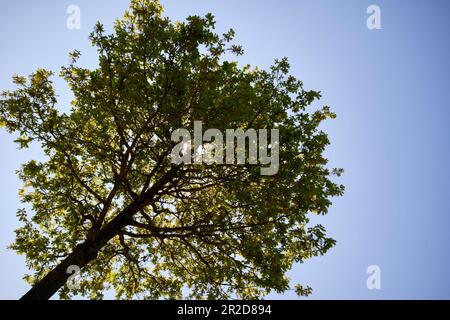 seduta all'ombra di un piccolo albero in una calda giornata estiva nel regno unito guardando verso l'alto Foto Stock