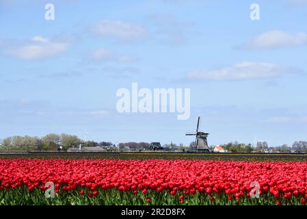 Breezand, Paesi Bassi, maggio 2023. Tipico paesaggio olandese; un mulino e un campo di tulipani fiorito. Foto di alta qualità Foto Stock