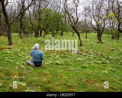 Una donna seduta tra Primrose, Primula vulgaris cresce in boschi ad Austwick, Yorkshire Dales, Regno Unito. Foto Stock