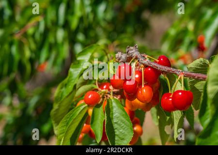 Ciliegia rossa dolce su rami di albero verde, piena di frutti rossi maturi in primavera, focalizzazione selettiva Foto Stock