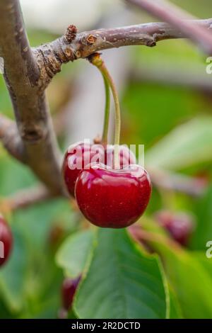Ciliegia rossa dolce su rami di albero, piena di frutti rossi maturi in estate, fuoco selettivo, verticale Foto Stock