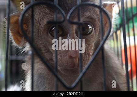 19 maggio 2023, Yogyakarta, Yogyakarta, Indonesia: I macachi a coda lunga del bambino (Macaca fascicularis) sono venduti ad un mercato animale a Yogyakarta. Secondo la Lista Rossa dell'Unione Internazionale per la conservazione della natura (IUCN), il macaco a coda lunga e il macaco a coda di maiale sono ufficialmente dichiarati in pericolo in natura. Ma in Indonesia, la sofferenza di queste specie continua perché non sono ancora protette. Le scimmie del bambino sono prese dalla foresta uccidendo le loro madri e commerciate al mercato animale. Alcuni finiscono come mendicanti di strada ed alcuni diventano animali domestici e sono sfruttati come materiale contenuto o Foto Stock