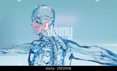 Anatomia delle ghiandole salivari umane, bocca digestiva umana, sublinguale, submandibolare e parotide, produzione di saliva attraverso un sistema di dotti, sotto Foto Stock