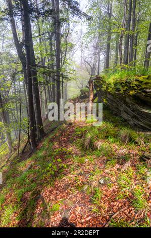 Misty umore nella foresta primival. Bieszczady Montagne, Carpazi. Foto Stock