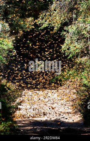 Le farfalle Monarch (Danaus plexippus) volano in un parco El Rosario, riserva della Biosfera Monarca. Angangueo, Stato di Michoacan, Messico Foto Stock