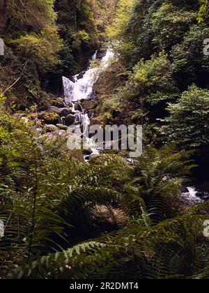 Una vista della cascata di Torc che si nasconde tra felci e altra vegetazione. Si trova nel Killarney National Park nella contea di Kerry, Irlanda. Foto Stock