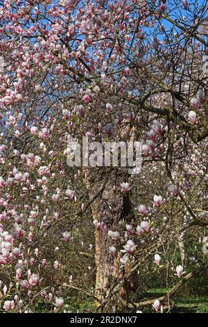 Le belle fioriture di magnolia rosa pallido primaverili girano intorno ad un alto e vecchio ceppo di alberi in un giardino boschivo in primavera sotto un cielo blu brillante. Inghilterra, aprile Foto Stock