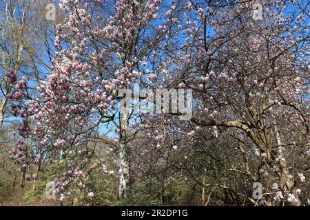 Bella magnolia rosa pallido inizio fiori vagare intorno ad alberi di betulla argento in un giardino boschivo in primavera sotto un cielo blu luminoso. Inghilterra, aprile Foto Stock