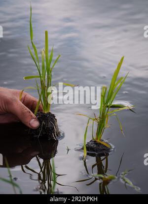 19 maggio 2023, Brandeburgo, Fehrbellin/OT Linum: Il responsabile dello stabilimento Robert Jäkel della Linumer Naturfisch GmbH colloca due giovani piante in acqua in una risaia durante un evento stampa sulla coltivazione del riso nel Brandeburgo. Dal momento che le vendite di carpa come pesce alimentare sono in calo, il riso è cresciuto negli stagni che non sono più in uso. In giorni recenti, circa 65000 piantine di riso sono state piantate per questo scopo. Gli operatori sperano di raccogliere almeno dieci tonnellate di riso della varietà Loto in autunno. Foto: Soeren Stache/dpa Foto Stock