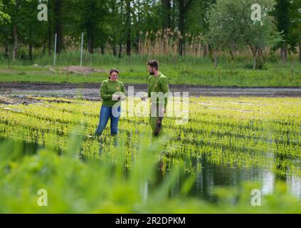 19 maggio 2023, Brandeburgo, Fehrbellin/OT Linum: L'amministratore delegato Wiebke Fuchs (l) e il responsabile operativo Robert Jäkel della Linumer Naturfisch GmbH si trovano in una risaia durante un evento stampa sulla coltivazione del riso nel Brandeburgo. Dal momento che le vendite di carpa come pesce alimentare sono in calo, il riso è coltivato negli stagni che non sono più in uso. In giorni recenti, circa 65000 piantine di riso sono state piantate per questo scopo. Gli operatori sperano di raccogliere almeno dieci tonnellate di riso della varietà Loto in autunno. Foto: Soeren Stache/dpa Foto Stock