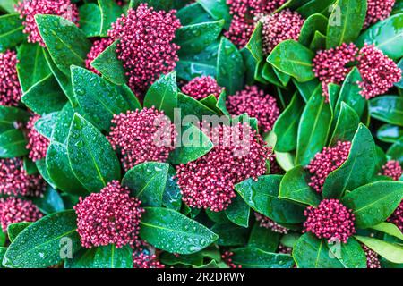 La Skimmia japonica, la Skimmia giapponese, è una specie di pianta fiorita della famiglia delle Rutacee. Foto Stock