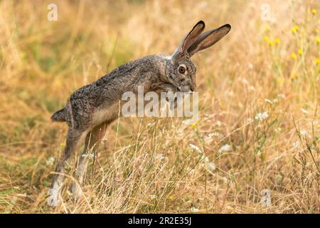 Coniglio coniglio coniglio coniglio coniglio jackrabbit saltando nella natura selvaggia. Oregon, Ashland Foto Stock