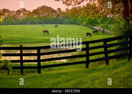 Cavalli pascolo in un campo con recinto e stagno. Foto Stock