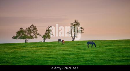 Tre cavalli che pascolano sulla cima di una collina con alberi. Foto Stock