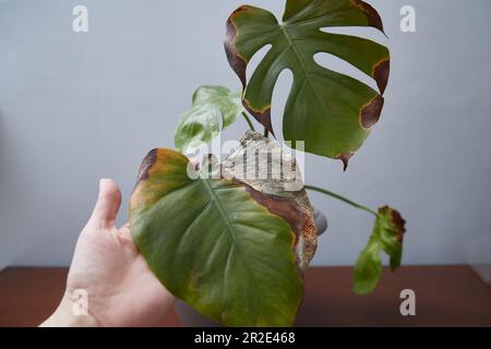 Mostro con foglie deputrite. La mano di una donna mostra un foglio danneggiato. Foto Stock