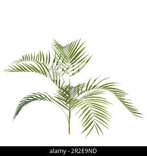 3d illustrazione di una pianta di palma areca isolata su sfondo bianco Foto Stock