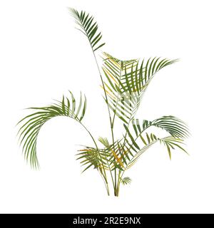 3d illustrazione di una pianta di palma areca isolata su sfondo bianco Foto Stock