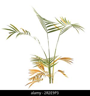 3d illustrazione di una pianta di palma areca isolata su sfondo bianco Foto Stock