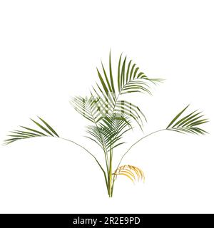 3d illustrazione di una pianta di palma areca isolata su sfondo bianco Foto Stock