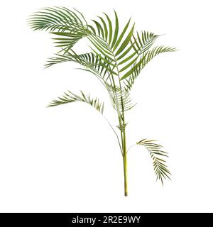 3d illustrazione di una pianta di palma areca isolata su sfondo bianco Foto Stock