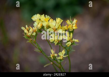 Graziosi fiori selvatici che decorano parchi e giardini Foto Stock