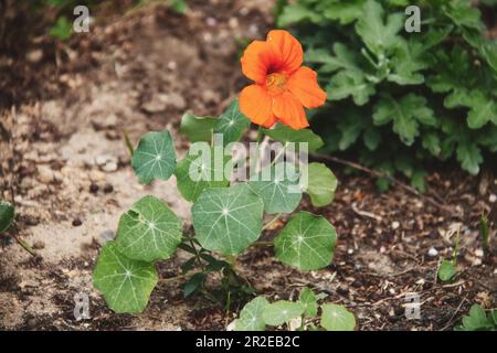 Graziosi fiori selvatici che decorano parchi e giardini Foto Stock