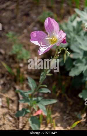 Graziosi fiori selvatici che decorano parchi e giardini Foto Stock