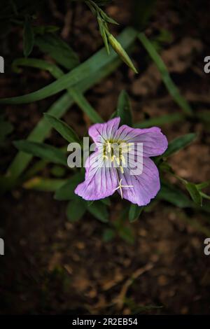 Graziosi fiori selvatici che decorano parchi e giardini Foto Stock