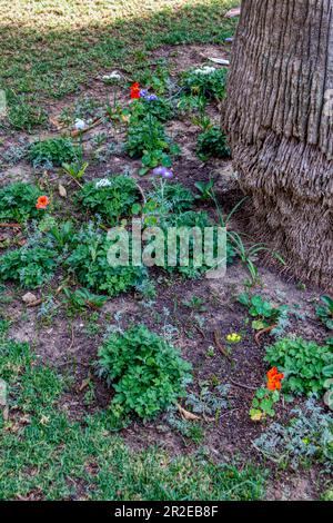 Graziosi fiori selvatici che decorano parchi e giardini Foto Stock