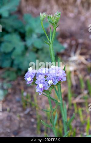 Graziosi fiori selvatici che decorano parchi e giardini Foto Stock