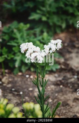 Graziosi fiori selvatici che decorano parchi e giardini Foto Stock