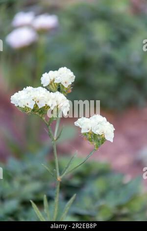 Graziosi fiori selvatici che decorano parchi e giardini Foto Stock