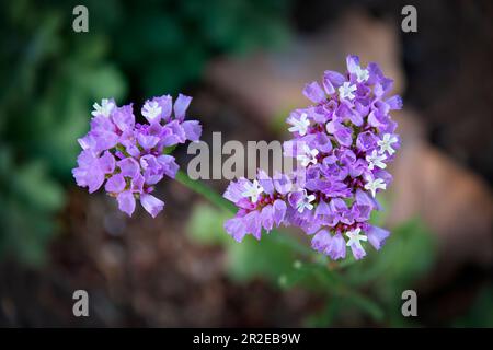 Graziosi fiori selvatici che decorano parchi e giardini Foto Stock