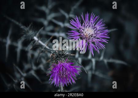 Graziosi fiori selvatici che decorano parchi e giardini Foto Stock