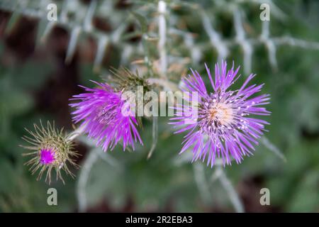 Graziosi fiori selvatici che decorano parchi e giardini Foto Stock