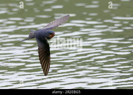 Fienile (Hirundo rustica) cattura insetti sul Golden Loch, Fife, Scozia. Foto Stock