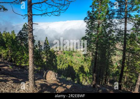 Pineta delle Canarie e montagne ricoperte di nuvole negli altopiani centrali, Gran Canaria, Isole Canarie, Spagna Foto Stock