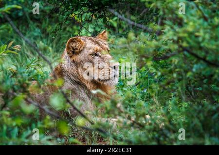 Leone africano giovane ritratto maschile nascosto nel cespuglio nel Parco Nazionale di Kruger, Sud Africa; Famiglia di Felidae Panthera leo di specie Foto Stock