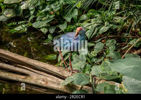 Un uccello blu occidentale della palude (Porphyrio porphyrio) nella giungla. Foto Stock