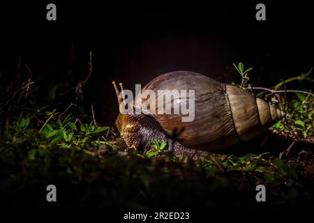 La gigantesca lumaca africana che si muove nell'erba di notte nel Parco Nazionale di Kruger, Sud Africa; specie Lissachatina fulica famiglia di Lissachatina fulica Foto Stock