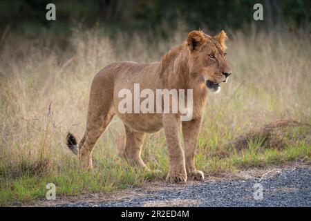 Il leone giovane maschio sta fissando accanto alla strada Foto Stock