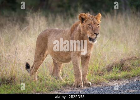 Il leone giovane maschio si trova accanto alla strada asfaltata Foto Stock