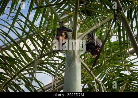Due volpi volanti malgasci appese alla palma. Foto Stock